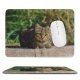 yanfind The Mouse Pad Young Grass Pet Funny Outdoors Kitten Portrait Wildlife Cute Little Staring Cat Pattern Design Stitched Edges Suitable for home office game
