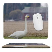 yanfind The Mouse Pad Whooper Swan Bird Field Winter Beak Grass Ducks Geese Swans Atmospheric Wildlife Pattern Design Stitched Edges Suitable for home office game
