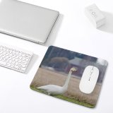 yanfind The Mouse Pad Whooper Swan Bird Field Winter Beak Grass Ducks Geese Swans Atmospheric Wildlife Pattern Design Stitched Edges Suitable for home office game