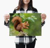 yanfind A3| Red Squirrel Poster Print Size A3 Endangered Poster