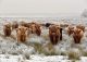 yanfind A3| Highland Cows Poster Print Size A3 Cattle Animal Poster