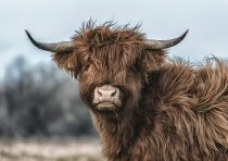 yanfind A3| Adorable Highland Cow Poster Size A3 Cattle Farm Animal Poster