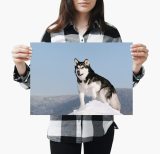 yanfind A4| Siberian Husky Dog Poster Print Size A4 Pet Puppy Animal Poster
