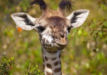 yanfind A3| Funny Baby Giraffe Poster Print Size A3 Wild Animal Cute Poster