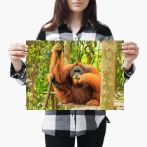 yanfind A3| Male Sumatran Orangutan Animal - Size A3 Poster Print Photo Art