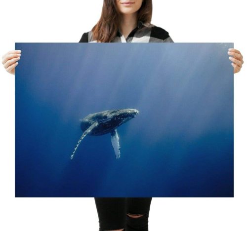 yanfind A1 Blue Whale Beautiful Art Print 60 X 90cm 180gsm - Animal 16920