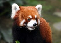 yanfind A3| Adorable Red Panda Poster Print Size A3 Wild Animal Poster