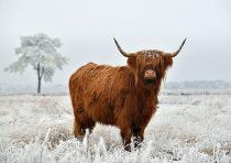 yanfind A3| Highland Cow Poster Print Size A3 Cattle Winter Animal Poster