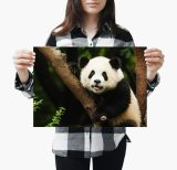 yanfind A3| Cute Baby Panda Poster Size A3 Bear Cub Animal Wild Poster