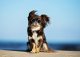 yanfind A4| Cute Brown Chihuahua Poster Size A4 Dog Puppy Funny Poster