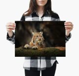 yanfind A3| Adorable Lynx Cat Poster Size A3 Big Cat Wild Animal Poster