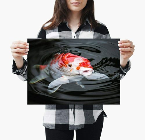 yanfind A3| Pretty Koi Carp Poster Size A3 Fish Pond Japan Japanese Poster