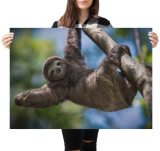 yanfind A1 | Cute Lazy Sloth Wall Art Poster Print 60 x 90cm 180gsm Baby Nursery