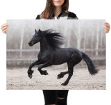 yanfind A1 | Black Friesian Horse Poster Art Print 60 x 90cm 180gsm Stallion