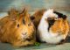 yanfind A4| Adorable Fluffy Guinea Pigs Poster Size A4 Cute Animals Poster
