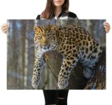 yanfind A1 Jaguar Cat Forest Predator Poster Art Print 60 x 90cm 180gsm 14954