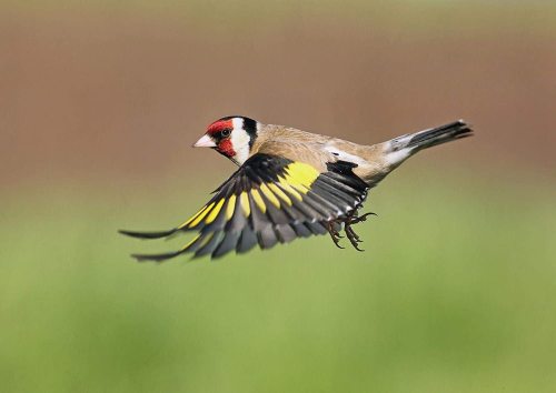 yanfind A1 | Goldfinch Flying Bird Wall Art Poster Print 60 x 90cm 180gsm Garden