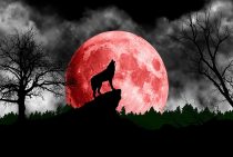 yanfind A1 | Blood Moon Wolf Poster Art Print 60 x 90cm 180gsm Wolves Howl