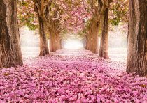 yanfind A3| Beautiful Pink Shower Blossom Poster Size A3 Wedding Poster