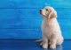 yanfind A1 | Golden Retriever Puppy Art Poster Print 60 x 90cm 180gsm Canine Lovers