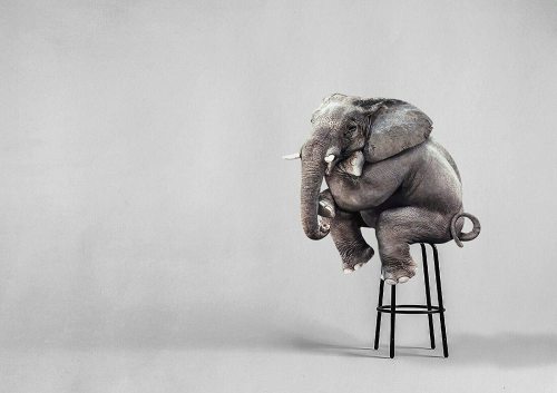 yanfind A1 Funny Elephant Sitting Poster Art Print 60 X 90cm 180gsm - Animal