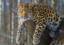 yanfind A1 Jaguar Cat Forest Predator Poster Art Print 60 x 90cm 180gsm 14954