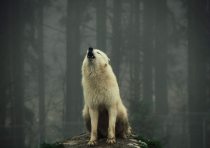 yanfind A3| Wild White Wolf Poster Size A3 Wolves Forest Spiritual Poster