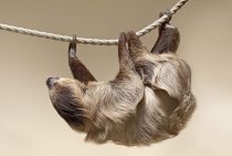 yanfind A1 | Climbing Sloth Poster Art Print 60 x 90cm 180gsm Lazy Animal Fun