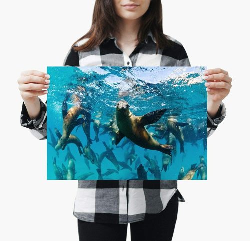 yanfind A3| Loving Sea Lion Poster Size A3 Ocean Creature Animal Poster