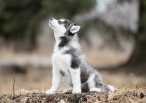 yanfind A4| Cute Husky Puppy Poster Print Size A4 Wolf Dog Animal Poster