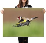 yanfind A1 | Goldfinch Flying Bird Wall Art Poster Print 60 x 90cm 180gsm Garden