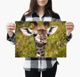yanfind A3| Funny Baby Giraffe Poster Print Size A3 Wild Animal Cute Poster