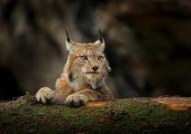 yanfind A4| Adorable Lynx Cat Poster Size A4 Big Cat Wild Animal Poster