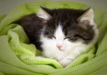 yanfind A3| Adorable Sleeping Cat Poster Size A3 Kitten Cute Mum Poster