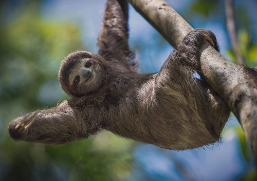 yanfind A1 | Cute Lazy Sloth Wall Art Poster Print 60 x 90cm 180gsm Baby Nursery