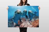 yanfind A1 | Dolphins Poster Art Print 60 x 90cm 180gsm Dolphin Scuba Diving