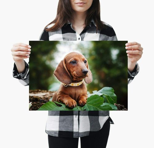yanfind A3| Cute Dachshund Puppy Poster Print Size A3 Dog Pet Animal Poster