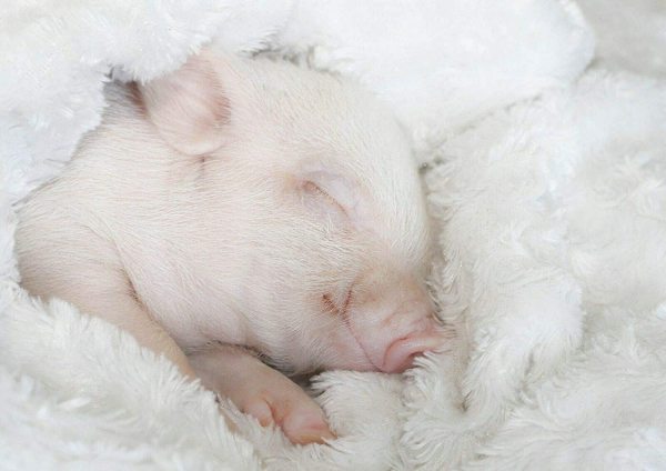 yanfind A3| Adorable Sleepy Piglet Poster Size A3 Micro Pig Pigs Poster