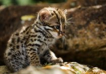 yanfind A3| Cute Baby Leopard Poster Size A3 / A4 Big Cat Kitten Cub Poster