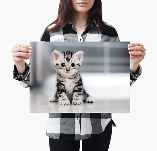 yanfind A4| Cute Grey Kitten Poster Size A4 Adorable Cat Animals Poster