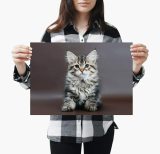 yanfind A3| Adorable Kitten Poster Size A3 Kittens Cat Cats Cute Poster
