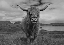yanfind A1 | Highland Cow Yak Animal Wall Art Poster Print 60 x 90cm 180gsm Canvas