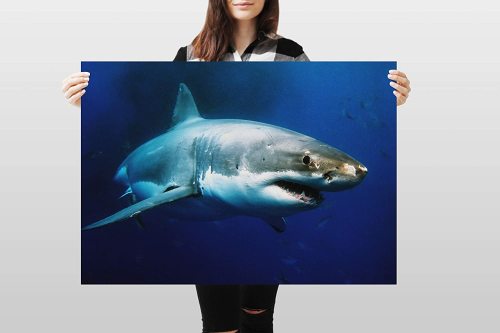 yanfind A1 | Great White Shark Poster Art Print 60 x 90cm 180gsm Surf Diving