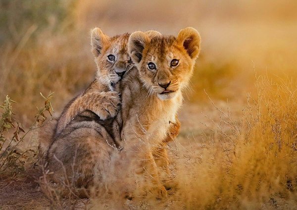 yanfind A4| Cute Lion Cubs Poster Print Size A4 Africa Wild Animal Poster