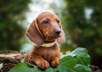 yanfind A3| Cute Dachshund Puppy Poster Print Size A3 Dog Pet Animal Poster