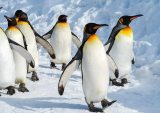 yanfind A3| Emperor Penguin March Poster Size A3 Happy Snowy Feet Poster