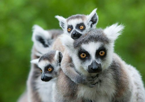 yanfind A3| Funny Ring Tailed Lemur Poster Size A3 Animal Wild Poster