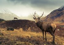yanfind A3| Wild Stag Poster Print Size A3 Deer Mountains Scottish Poster