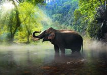 yanfind A3| Elephant Poster Print Size A3 Jungle Wild Animal Poster