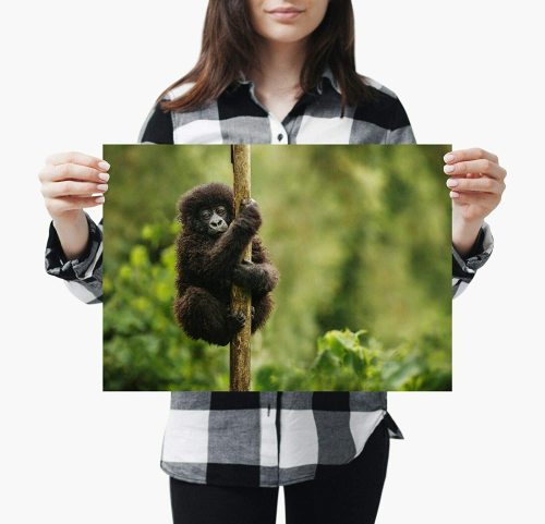 yanfind A4| Baby Mountain Gorilla Poster Size A4 Wild Animal Forrest Poster